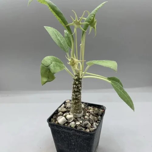 Dorstenia lavranos -20546 Vaso 10 Cm Fiori Stella Verde Rara