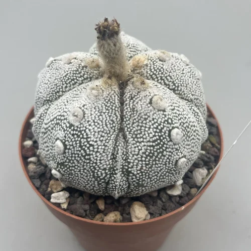 Astrophytum Asterias X Astrophytum coahuilense fukuryu
Vaso 12 cm
