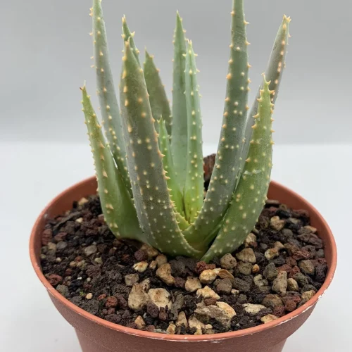 ALOE DICHOTOMA – VASO 10 CM