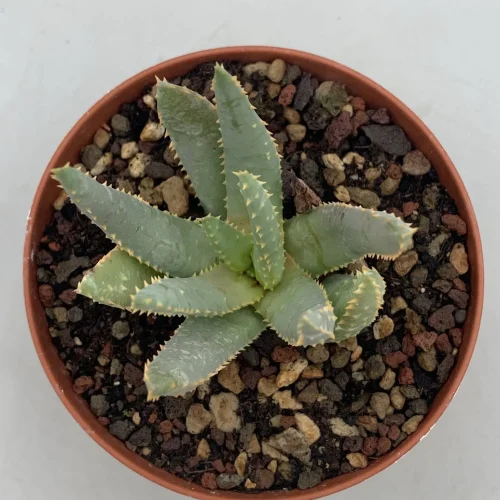 ALOE DICHOTOMA – VASO 10 CM