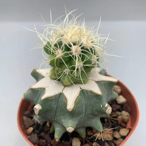 ECHINOCACTUS GRUSONII KRAUSKOPF – INNESTATO VASO 8 CM