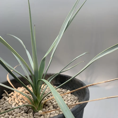YUCCA ROSTRATA – VASO 15