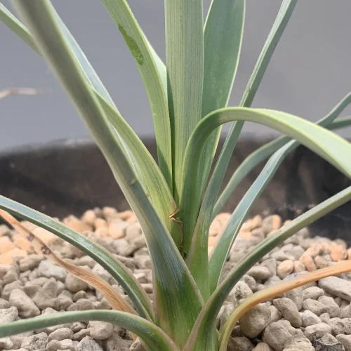 YUCCA ROSTRATA – VASO 15