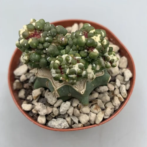 ASTROPHYTUM ASTERIAS CV IKARYOKO GRAFTED – VASO 8 CM