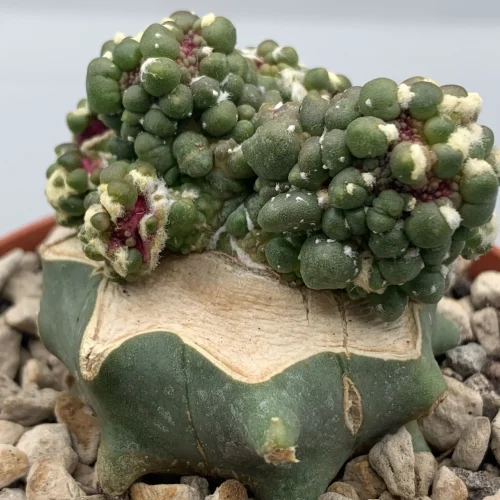 ASTROPHYTUM ASTERIAS CV IKARYOKO GRAFTED – VASO 8 CM