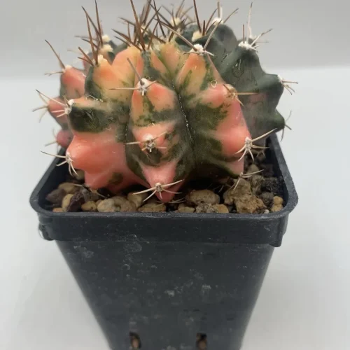 GYMNOCALYCIUM MIHANOVICHII VARIEGATO THAI – VASO 5,5 CM (THA24)