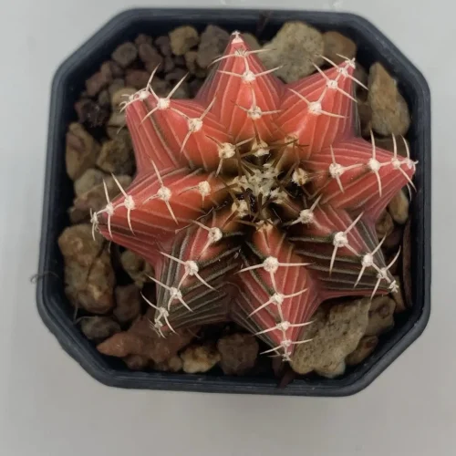 GYMNOCALYCIUM MIHANOVICHII VARIEGATO THAI – VASO 5,5 CM ( THAI 30 )