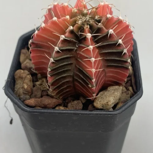 GYMNOCALYCIUM MIHANOVICHII VARIEGATO THAI – VASO 5,5 CM ( THAI 30 )