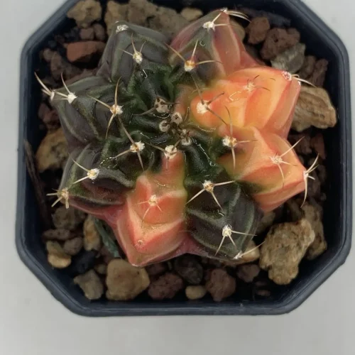GYMNOCALYCIUM MIHANOVICHII VARIEGATO THAI – VASO 5,5 CM (THA28)
