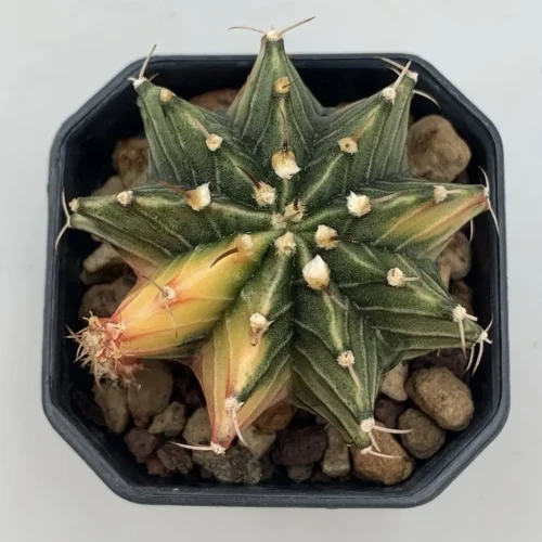 GYMNOCALYCIUM MIHANOVICHII VARIEGATO THAI – VASO 5,5 CM  (THA 27)