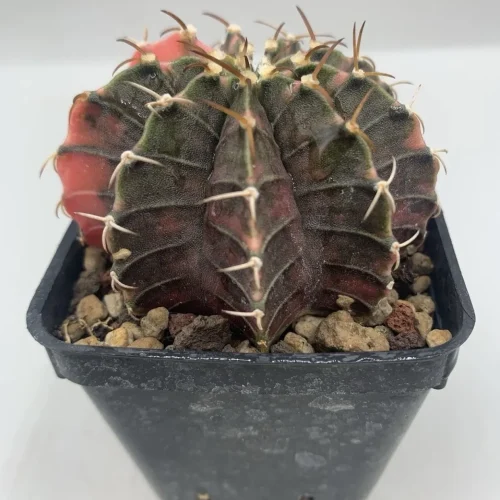 GYMNOCALYCIUM MIHANOVICHII VARIEGATO THAI – VASO 6 CM (THA23)