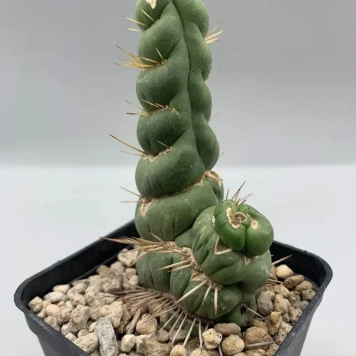 EULYCHNIA CASTANEA SPIRALIS – VASO 7 CM H PIANTA12 CM