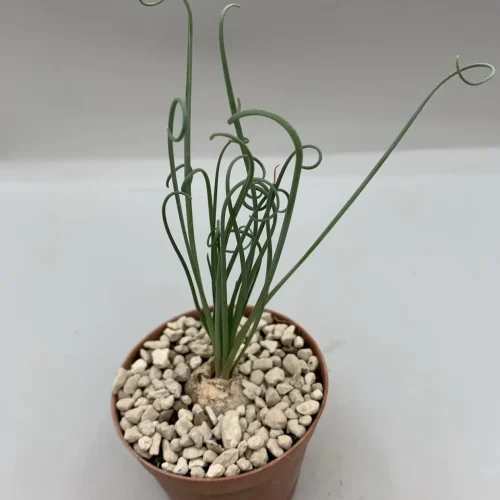 ALBUCA SPIRALIS – VASO 7,5 CM