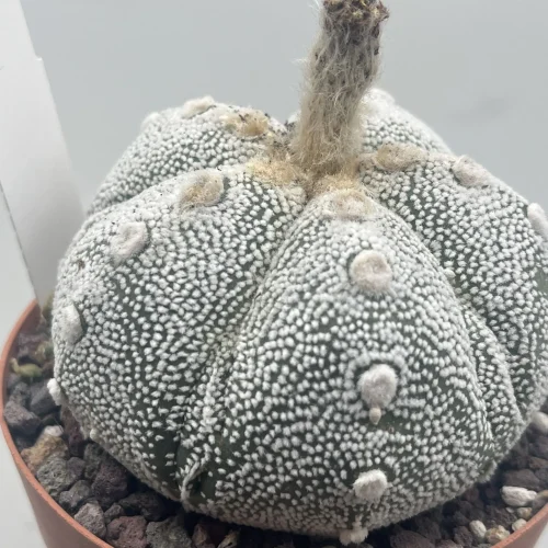 Astrophytum Asterias X Astrophytum coahuilense fukuryu
Vaso 12 cm