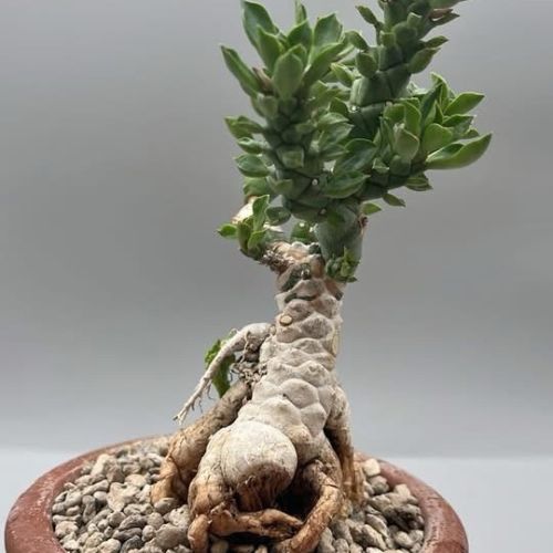 EUPHORBIA MONADENIUM GUENTHERI – CIOTOLA 14 CM H PIANTA 15 CM