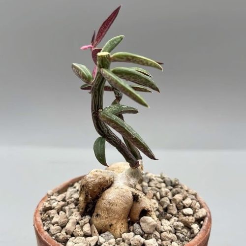 EUPHORBIA NEURORUBELLA  MONADENIUM RUBELLUM – VASO 10 CM