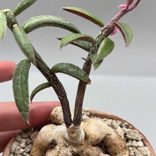 EUPHORBIA NEURORUBELLA  MONADENIUM RUBELLUM – VASO 10 CM