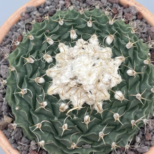 Obregonia denegrii vaso 14 cm