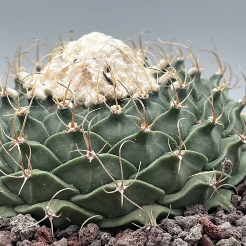 Obregonia denegrii vaso 14 cm