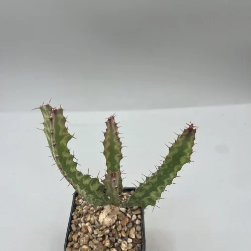 Euphorbia buruana vaso 7 cm