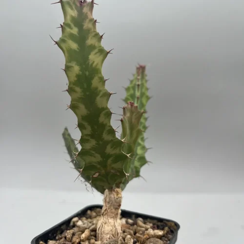 Euphorbia buruana vaso 7 cm
